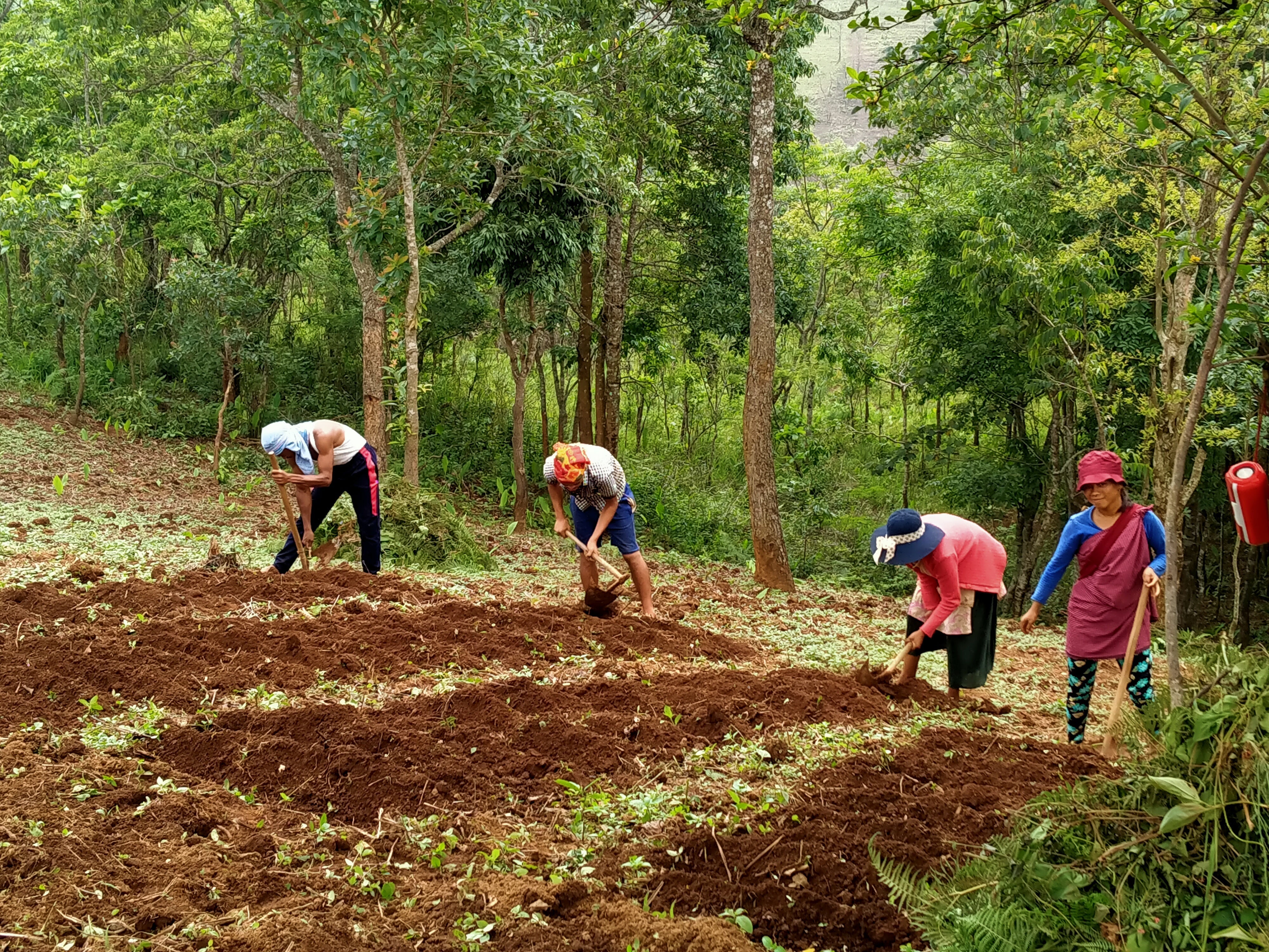Black Pepper Cultivation in the Lesser-Known States of Northeast India